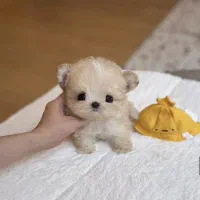 عروسکی جیبی|سگ|تهران, مرزداران|دیوار