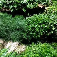 جوان برای سبزی فروشی