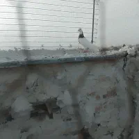 طوقی|پرنده|تربت جام, شاهد|دیوار