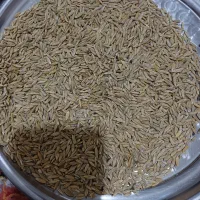فروش 2 تن جو درجه یک محلی در شهرستان پاسارگاد