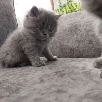 گربه اسکاتیش پرشین بلو