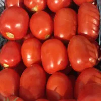 گوجه‌فرنگی