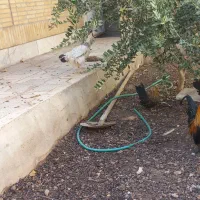 مرغ و خروس رسمی|حیوانات مزرعه|یزد, |دیوار