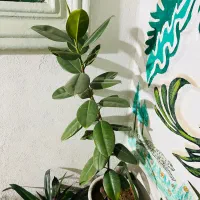 گل وگلدان|گل و گیاه طبیعی|فیروزآباد (فارس), |دیوار