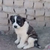 سگ ماده رخ افغان بشرط گله وگرگ|سگ|سبزوار, رباط|دیوار