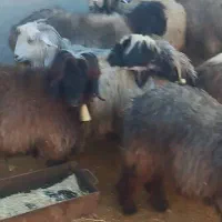 فوری فوری دزدیدن 7میش با یه بز|حیوانات|دزپارت, |دیوار