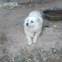 پامر روباهی سفید