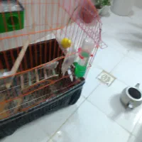 مرغ عشق|پرنده|شیراز, گل سرخ|دیوار