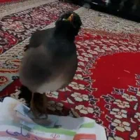 مینا سخنگو نر افغانی عروس هلندی کوتوله طوطی|پرنده|مشهد, اروند|دیوار
