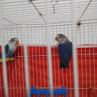 یک جفت کوتوله آبی کاربنی|پرنده|فردوس (خراسان), |دیوار