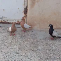 فروش کفتر سینه ای ماده|پرنده|اهواز, بهارستان|دیوار