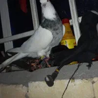 کبوتر رنگی|پرنده|سوسنگرد, |دیوار