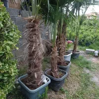 فروش گل وگیاه بیرونی|گل و گیاه طبیعی|چابکسر, |دیوار