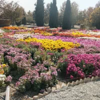 کسب درآمد جانبی مطمین برای خانم ها