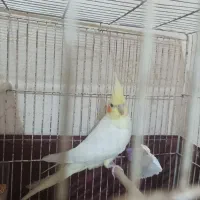 عروس هلندی سالم و سرحال