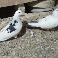 کبوتربلندپرواز