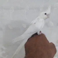 عروس هلندی|پرنده|بیرجند, |دیوار