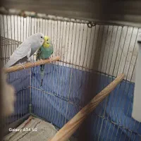 سلام یک جفت مرغ عشق جوان