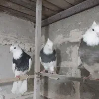 کبوتر|پرنده|دیواندره, |دیوار