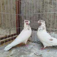 کبوتر کفتر فروشی