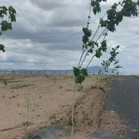 زمین هکتاری،بین روستای کلاکوب و گنبدواز|فروش زمین و ملک کلنگی|مشهد, خواجه ربیع|دیوار