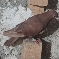کبوتر|پرنده|شیراز, شهرک کوشکک|دیوار