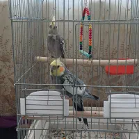 یک جفت عروس هلندی ویک عددماده با قفس