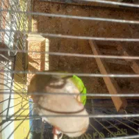 طوطی گیرینچیک