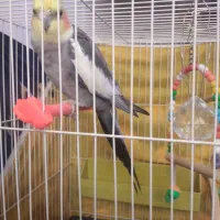 عروس هلندی نر آماده برای جفت گیری|پرنده|مشهد, امیرآباد|دیوار