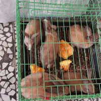 فروش خرگوش کوچک و بالغ