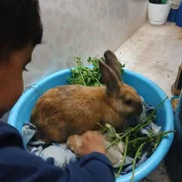 خرگوش|موش و خرگوش|زابل, |دیوار