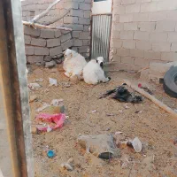 تعدادی بره نر فروشی چاق چاق|حیوانات مزرعه|نهبندان, |دیوار