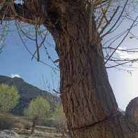 خرید و فروش انواع چوب قطع و هرس درختان باغ و حیاط|عمدهفروشی|مشهد, قائم|دیوار