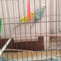 پرنده|پرنده|الشتر, |دیوار