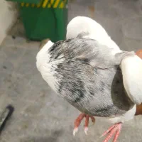 کفتر طوقی الماسی درجه یک نر بدون غلط|پرنده|همدان, |دیوار