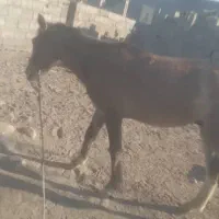 سالم|اسب و تجهیزات اسب‌سواری|میناب, |دیوار