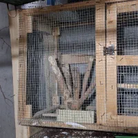 قفس هر نوع پرنده|لوازم جانبی حیوانات|رودبنه, |دیوار