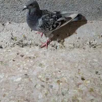 کبوتر|پرنده|گلبهار, شهر جدید گلبهار|دیوار
