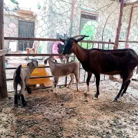 حیوانات