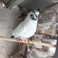 آسمان خراش|پرنده|مینودشت, |دیوار