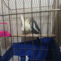 عروس هلندی|پرنده|خرمآباد, |دیوار