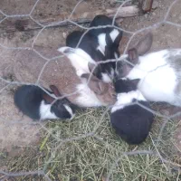 ۵عدد بچه خرگوش به همراه پدر و مادر