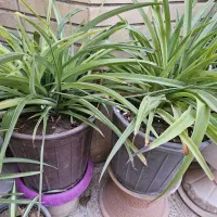 گل طبیعی|گل و گیاه طبیعی|اصفهان, سرتاوه|دیوار