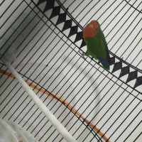 کوتوله|پرنده|تربت جام, شهید غلام زاده|دیوار