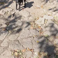 توله تازی شکاری