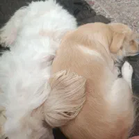 فروش سگ خانگی|سگ|بندر دیر, |دیوار