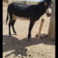 یک عدد الاغ