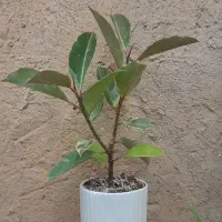 گل فیکوس ابلق