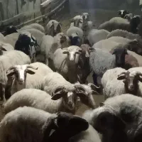 بره نرمحلی درجه یک