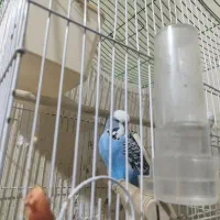 مرغ عشق|پرنده|خرمشهر, |دیوار